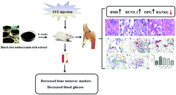 Graphical abstract: Anthocyanin-rich extract from black rice (Oryza sativa L. Japonica) ameliorates diabetic osteoporosis in rats