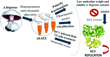 Graphical abstract: Water-soluble extracts from edible mushrooms (Agaricus bisporus) as inhibitors of hepatitis C viral replication