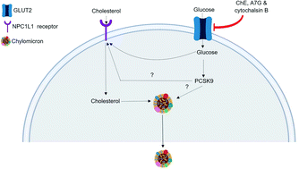 Graphical abstract: Inhibition of intestinal glucose transport by polyphenols: a mechanism for indirect attenuation of cholesterol absorption?