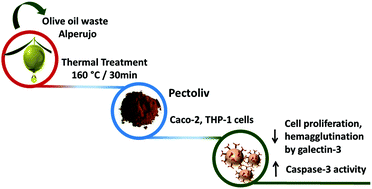 Graphical abstract: Pectin-rich extracts from olives inhibit proliferation of Caco-2 and THP-1 cells