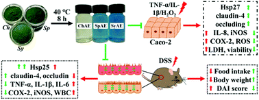 Graphical abstract: Microalgae aqueous extracts exert intestinal protective effects in Caco-2 cells and dextran sodium sulphate-induced mouse colitis