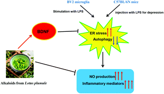 Graphical abstract: Natural alkaloids from lotus plumule ameliorate lipopolysaccharide-induced depression-like behavior: integrating network pharmacology and molecular mechanism evaluation
