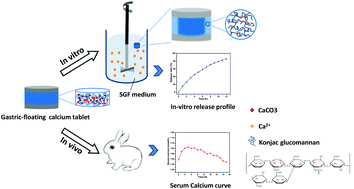 Graphical abstract: Development of multi-layered gastric floating tablets based on konjac glucomannan: a modified calcium supplement with enhanced bioavailability