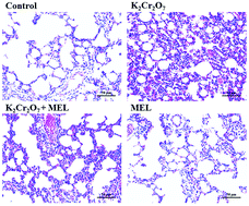 Graphical abstract: Dietary melatonin attenuates chromium-induced lung injury via activating the Sirt1/Pgc-1α/Nrf2 pathway
