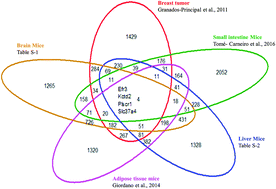 Graphical abstract: Identification and validation of common molecular targets of hydroxytyrosol