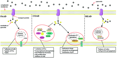 Graphical abstract: Prediction of new targets and mechanisms for quercetin in the treatment of pancreatic cancer, colon cancer, and rectal cancer