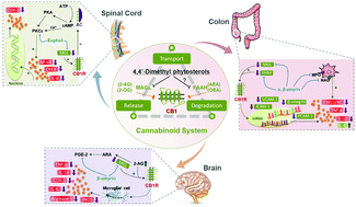 Graphical abstract: Health benefits of 4,4-dimethyl phytosterols: an exploration beyond 4-desmethyl phytosterols