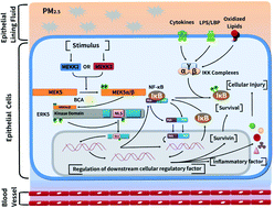 Graphical abstract: Biochanin A protects against PM2.5-induced acute pulmonary cell injury by interacting with the target protein MEK5