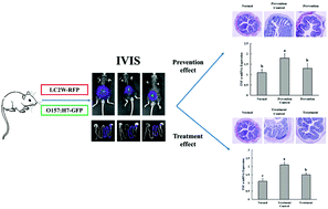 Graphical abstract: Lactobacillus casei LC2W can inhibit the colonization of Escherichia coli O157:H7 in vivo and reduce the severity of colitis