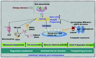 Graphical abstract: Altered short chain fatty acid profiles induced by dietary fiber intervention regulate AMPK levels and intestinal homeostasis