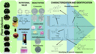 Graphical abstract: Challenges of traditional herbal teas: plant infusions and their mixtures with bioactive properties