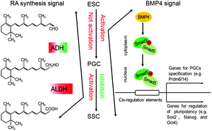 Graphical abstract: Distinct roles of retinoic acid and BMP4 pathways in the formation of chicken primordial germ cells and spermatogonial stem cells