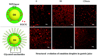 Graphical abstract: A glycated whey protein isolate–epigallocatechin gallate nanocomplex enhances the stability of emulsion delivery of β-carotene during simulated digestion