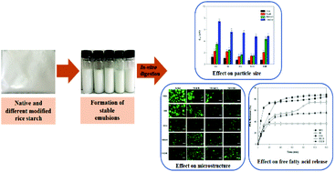 Graphical abstract: Digestion behavior and gastrointestinal fate of oil-in-water emulsions stabilized by different modified rice starches