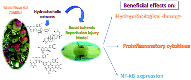 Graphical abstract: Protective effects of hydroalcoholic extracts from an ancient apple variety ‘Mela Rosa dei Monti Sibillini’ against renal ischemia/reperfusion injury in rats