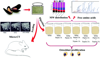 Graphical abstract: Nutritional properties and osteogenic activity of enzymatic hydrolysates of proteins from the blue mussel (Mytilus edulis)
