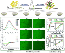 Graphical abstract: Effects of partial hydrolysis on the structural, functional and antioxidant properties of oat protein isolate