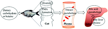 Graphical abstract: Dietary betaine reduces liver lipid accumulation via improvement of bile acid and trimethylamine-N-oxide metabolism in blunt-snout bream