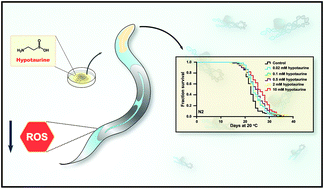Graphical abstract: Hypotaurine promotes longevity and stress tolerance via the stress response factors DAF-16/FOXO and SKN-1/NRF2 in Caenorhabditis elegans