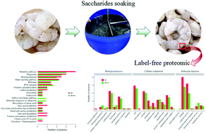 Graphical abstract: Trehalose and alginate oligosaccharides increase the stability of muscle proteins in frozen shrimp (Litopenaeus vannamei)