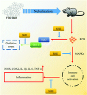 Graphical abstract: The protective effect of Sargassum horneri against particulate matter-induced inflammation in lung tissues of an in vivo mouse asthma model