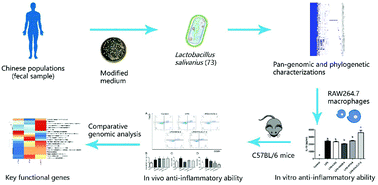 Graphical abstract: Screening of Lactobacillus salivarius strains from the feces of Chinese populations and the evaluation of their effects against intestinal inflammation in mice