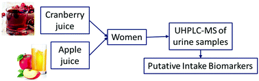 Graphical abstract: Modifications of the urinary metabolome in young women after cranberry juice consumption were revealed using the UHPLC-Q-orbitrap-HRMS-based metabolomics approach
