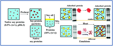 Graphical abstract: The mechanism of improved thermal stability of protein-enriched O/W emulsions by soy protein particles