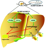 Graphical abstract: Hypoglycemic effects of polysaccharides from Gomphidiaceae rutilus fruiting bodies and their mechanisms