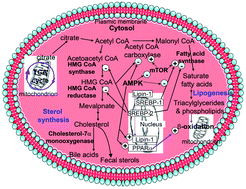 Graphical abstract: Integrated anti-hyperlipidemic bioactivity of whole Citrus grandis [L.] osbeck fruits—multi-action mechanism evidenced using animal and cell models