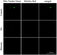 Graphical abstract: Activation of AMPK/Sirt3 pathway by phloretin reduces mitochondrial ROS in vascular endothelium by increasing the activity of MnSOD via deacetylation