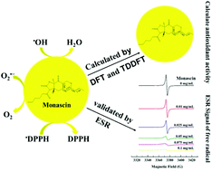 Graphical abstract: Theoretical and experimental investigation of the antioxidative activity of monascin