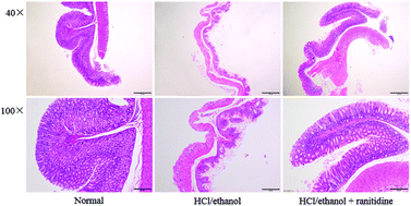 Graphical abstract: Prophylactic effect of Lactobacillus plantarum KSFY06 on HCl/ethanol-induced gastric injury in mice
