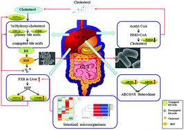 Graphical abstract: Reduction of serum cholesterol and its mechanism by Lactobacillus plantarum H6 screened from local fermented food products