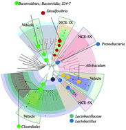Graphical abstract: Supplementation of nano-bubble curcumin extract improves gut microbiota composition and exercise performance in mice