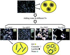 Graphical abstract: Engineering water-induced ceramide/lecithin oleogels: understanding the influence of water added upon pre- and post-nucleation