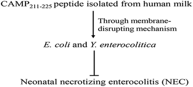Graphical abstract: A novel endogenous antimicrobial peptide CAMP211-225 derived from casein in human milk