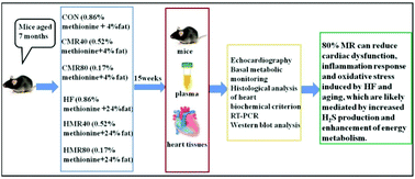 Graphical abstract: Dietary methionine restriction improves the impairment of cardiac function in middle-aged obese mice