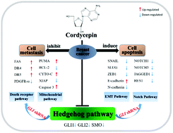 Graphical abstract: Natural cordycepin induces apoptosis and suppresses metastasis in breast cancer cells by inhibiting the Hedgehog pathway