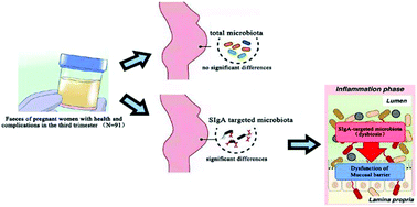 Graphical abstract: A pregnancy complication-dependent change in SIgA-targeted microbiota during third trimester