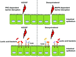 Graphical abstract: Protective effects of lactic acid bacteria on gut epithelial barrier dysfunction are Toll like receptor 2 and protein kinase C dependent