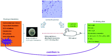 Graphical abstract: Identification of the key physiological characteristics of Lactobacillus plantarum strains for ulcerative colitis alleviation