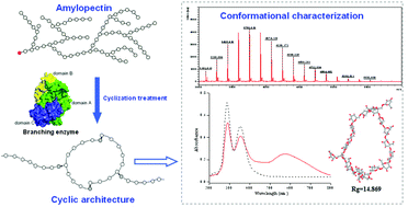 Graphical abstract: Biofabrication, structure and characterization of an amylopectin-based cyclic glucan