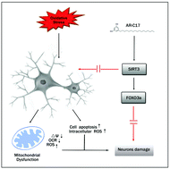 Graphical abstract: 5-Heptadecylresorcinol attenuates oxidative damage and mitochondria-mediated apoptosis through activation of the SIRT3/FOXO3a signaling pathway in neurocytes