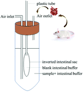 Graphical abstract: A study on the Fe3O4@Fructus mori L. polysaccharide particles with enhanced antioxidant activity and bioavailability
