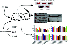 Graphical abstract: Preventive effects of pectin with various degrees of esterification on ulcerative colitis in mice