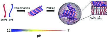 Graphical abstract: Inducing secondary structural interplays between scallop muscle proteins and soy proteins to form soluble composites