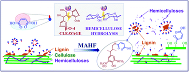 Graphical abstract: Maleic acid as a dicarboxylic acid hydrotrope for sustainable fractionation of wood at atmospheric pressure and ≤100 °C: mode and utility of lignin esterification