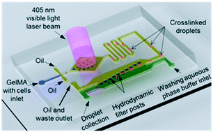Graphical abstract: An integrated microfluidic flow-focusing platform for on-chip fabrication and filtration of cell-laden microgels