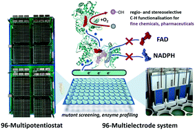 Graphical abstract: Advanced 96-microtiter plate based bioelectrochemical platform reveals molecular short cut of electron flow in cytochrome P450 enzyme